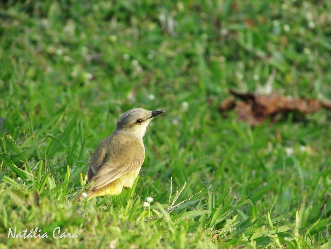 Cattle Tyrant (Machetornis rixosa) Taken in August 2016, in Florian&oacute;polis, Brazil. Known as Suiriri-cavaleiro, in Portuguese. Brazil,Cattle tyrant,Geotagged,Machetornis,Machetornis rixosa,South America,Winter,birds,tyrant