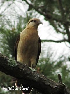 Yellow-headed Caracara (Mivalgo chimachima) Taken in August 2016, in Florianópolis, Brazil. Known as Carrapateiro, in Portuguese. Brazil,Geotagged,Milvago chimachima,South America,Winter,Yellow-headed caracara,birds,birds of prey,caracara,raptors