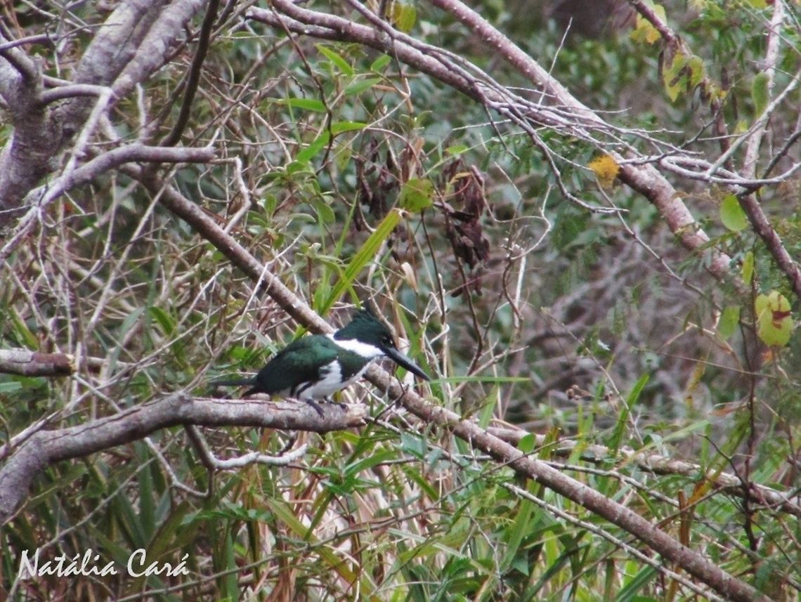 Female Amazon Kingfisher (Chloroceryle amazona) Taken in August 2016, in Florian&oacute;polis, Brazil. Known as Martim-pescador-verde, in Portuguese. Amazon Kingfisher,Brazil,Chloroceryle,Chloroceryle amazona,Geotagged,South America,Winter,birds,female,kingfisher