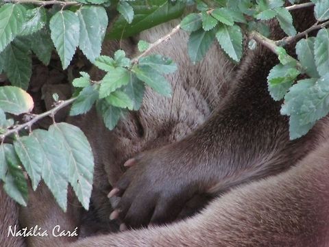 Neotropical Otter (Lontra longicaudis) Taken in August 2016, in Florian&oacute;polis, Brazil. Known as Lontra-neotropical, in Portuguese. Brazil,Geotagged,Lontra,Lontra longicaudis,Neotropical otter,South America,Winter,mammals,otter,river otter