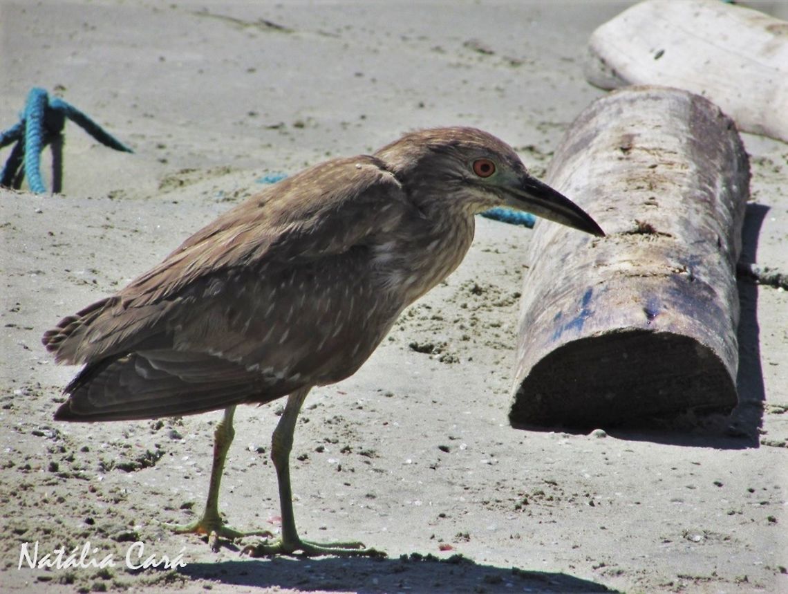 Immature Black-crowned Night-Heron (Nycticorax nycticorax) Taken in August 2016, in Florian&oacute;polis, Brazil. Known as Soc&oacute;-dorminhoco, in Portuguese. Black-crowned night heron,Brazil,Geotagged,Nycticorax nycticorax,South America,Winter,beach,birds,heron,night-heron