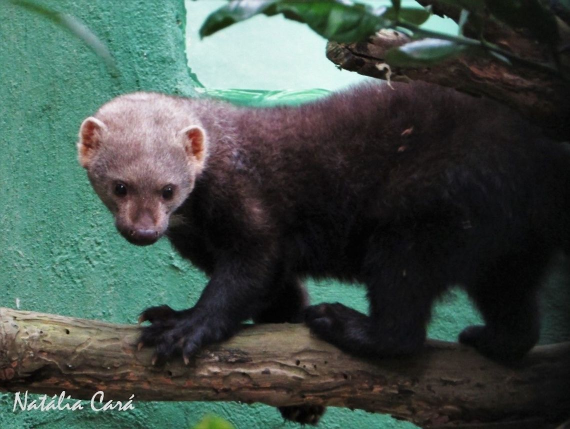 Sub-adult Tayra (Eira barbara) Taken in August 2016, at Projeto Lontra, in Florian&oacute;polis, Brazil. Known as Irara, in Portuguese. Brazil,Eira barbara,Geotagged,Mustelidae,South America,Tayra,Winter,mammals,mustelid