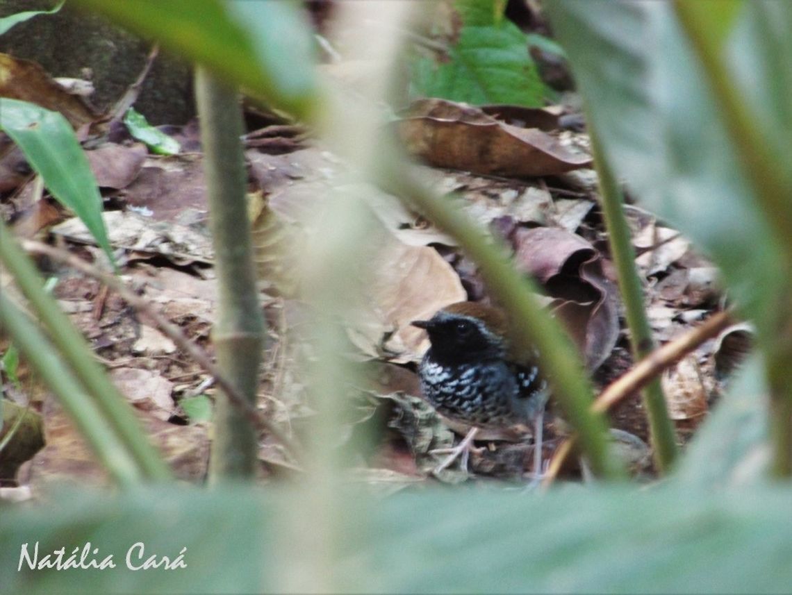 Male Squamate Antbird (Myrmeciza squamosa) Taken in August 2016, in Florian&oacute;polis, Brazil. Known as Formigueiro-da-grota, in Portuguese. Brazil,Geotagged,Myrmeciza squamosa,South America,Squamate antbird,Winter,antbird