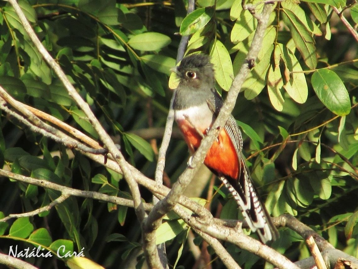 Female Blue-crowned Trogon (Trogon curucui) Taken in September 2016, in Caucaia, Brazil. Known as Surucu&aacute;-de-barriga-vermelha, in Portuguese. Blue-crowned Trogon,Brazil,Geotagged,South America,Spring,Trogon curucui,birds,female,trogon
