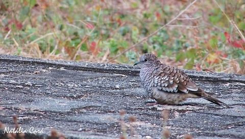 Scaled Dove (Columbina squammata) Taken in September 2016, in Caucaia, Brazil. Known as Fogo-apagou, in Portuguese. Brazil,Columbina squammata,Geotagged,Scaled dove,South America,Spring,birds,dove