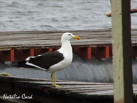 Kelp Gull (Larus dominicanus) Taken in September 2016, in Caucaia, Brazil. Known as Gaivo, in Portuguese. Brazil,Geotagged,Kelp Gull,Larus dominicanus,South America,Spring,birds,gull,sea birds