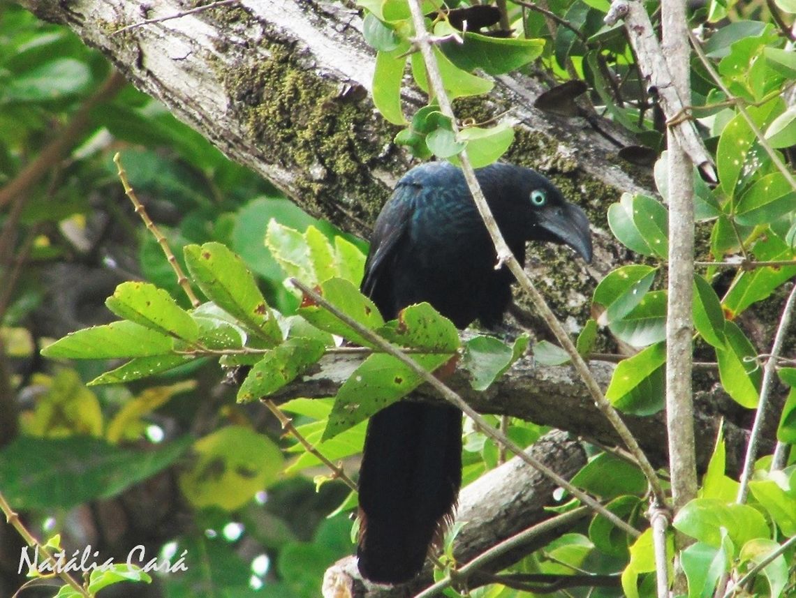 Greater Ani (Crotophaga major) Taken in September 2016, in Caucaia, Brazil. Known as Anu-coroca, in Portuguese. Brazil,Crotophaga major,Cuculidae,Cuculiformes,Geotagged,Greater ani,South America,Spring,ani,birds