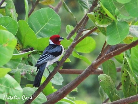 Red-cowled Cardinal