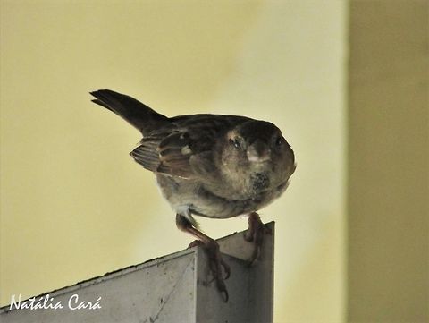 House Sparrow (Passer domesticus) Taken in September 2016, in Caucaia, Brazil. Known as Pardal, in Portuguese. Brazil,Geotagged,House sparrow,Passer,Passer domesticus,Passeridae,Passeriformes,South America,Spring,birds,passerine,sparrow