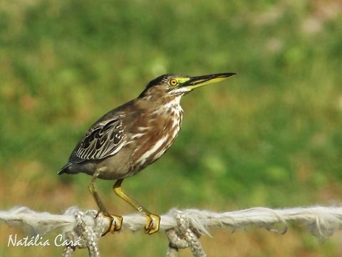 Immature Striated Heron (Butorides striata) Taken in September 2016, in Caucaia, Brazil. Known as Socozinho, in Portuguese. Brazil,Butorides striata,Geotagged,Mangrove Heron,South America,Spring,Striated heron,birds,heron