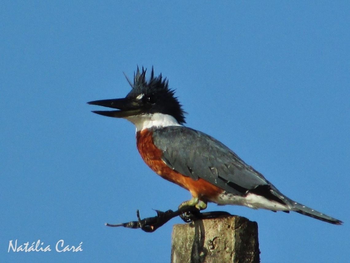 Male Ringed Kingfisher (Megaceryle torquata) Taken in September 2016, in Caucaia, Brazil. Known as Martim-pescador-grande, in Portuguese. Brazil,Geotagged,Megaceryle torquata,Ringed Kingfisher,South America,Spring,birds,kingfisher,male