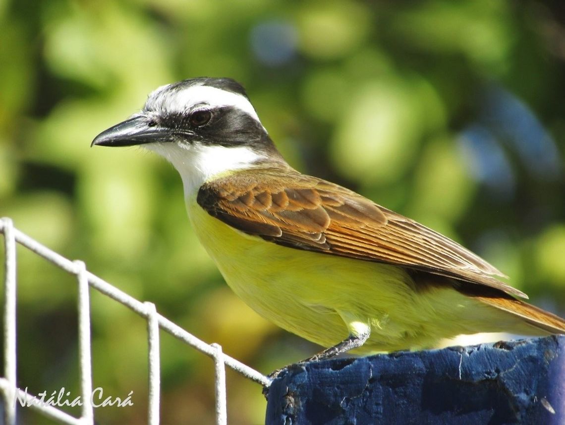 Great Kiskadee (Pitangus sulphuratus) Taken in October 2016, in Caucaia, Brazil. Known as Bentevi, in Portuguese. Brazil,Geotagged,Great kiskadee,Pitangus,Pitangus sulphuratus,South America,Spring,birds,kiskadee