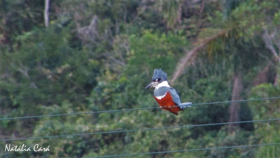 Female Ringed Kingfisher (Megaceryle torquata) Taken in August 2016, in Florian&oacute;polis, Brazil. Known as Martim-pescador-grande, in Portuguese. Brazil,Geotagged,Megaceryle torquata,Ringed Kingfisher,South America,Winter,birds,female,kingfisher
