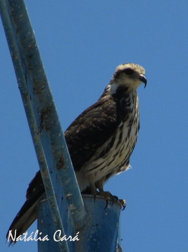 Immature Snail Kite (Rostrhamus sociabilis) Taken in September 2016, in Caucaia, Brazil. Known as Gavi&atilde;o-caramujeiro, in Portuguese. Brazil,Geotagged,Rostrhamus sociabilis,Snail Kite,South America,Spring,birds,birds of prey,immature,kite,raptor