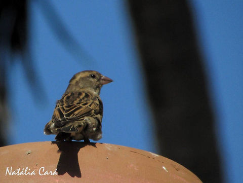 Female House Sparrow (Passer domesticus) Taken in September 2016, in Caucaia, Brazil. Known as Pardal, in Portuguese. Brazil,Geotagged,House sparrow,Passer domesticus,Passeridae,Passeriformes,South America,Spring,birds,passerine,sparrow