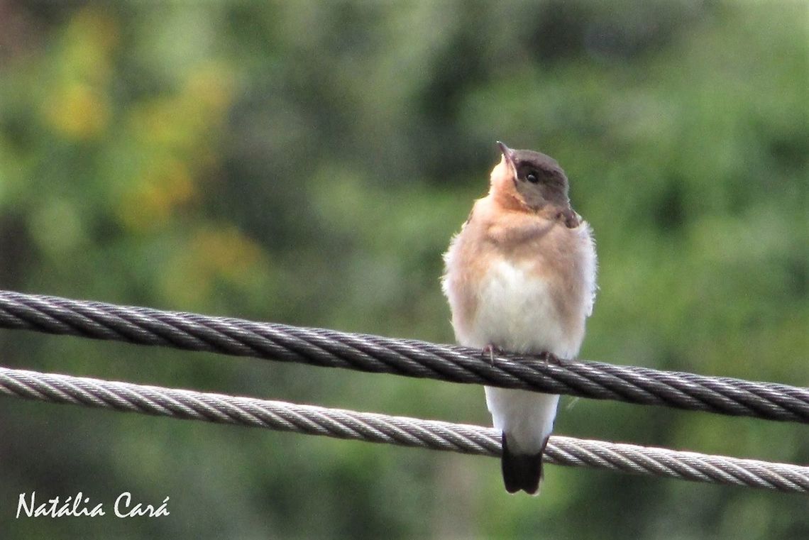 Southern Rough-winged Swallow (Stelgidopteryx ruficollis) Taken in Atibaia, a small town in the state of S&atilde;o Paulo, Brazil. Known as Andorinha-serradora, in Portuguese. Brazil,Geotagged,South America,Southern rough-winged swallow,Spring,Stelgidopteryx ruficollis,birds,swallow