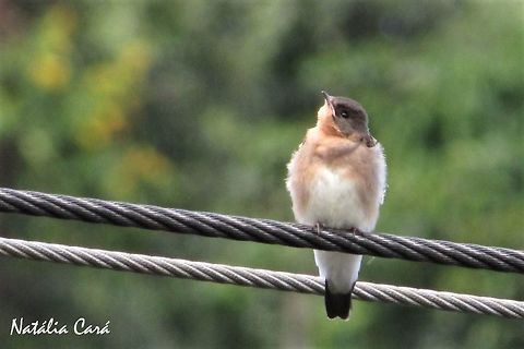 Southern Rough-winged Swallow (Stelgidopteryx ruficollis) Taken in Atibaia, a small town in the state of S&atilde;o Paulo, Brazil. Known as Andorinha-serradora, in Portuguese. Brazil,Geotagged,South America,Southern rough-winged swallow,Spring,Stelgidopteryx ruficollis,birds,swallow