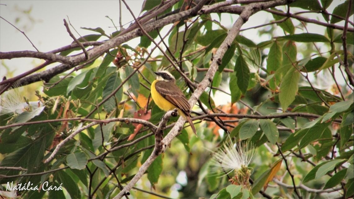 Social Flycatcher (Myiozetetes similis) Taken in September 2016, in Caucaia, Brazil. Known as Bentevizinho, in Portuguese. Brazil,Geotagged,Myiozetetes cayanensis,Myiozetetes similis,Rusty-margined flycatcher,Social flycatcher,South America,birds,flycatcher