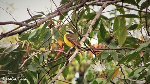 Social Flycatcher (Myiozetetes similis) Taken in September 2016, in Caucaia, Brazil. Known as Bentevizinho, in Portuguese. Brazil,Geotagged,Myiozetetes cayanensis,Myiozetetes similis,Rusty-margined flycatcher,Social flycatcher,South America,birds,flycatcher