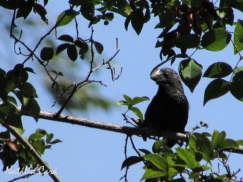 Smooth-billed Ani (Crotophaga ani) Taken in September 2016, in Caucaia, Brazil. Known as Anu-preto, in Portuguese. Brazil,Crotophaga ani,Geotagged,Smooth-billed ani,South America,ani,birds