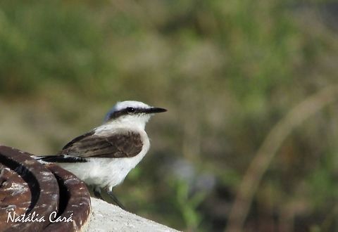 Masked Water Tyrant (Fluvicola nengeta) Taken in September 2016, in Caucaia, Brazil. Known as Lavadeira-mascarada, in Portuguese. Brazil,Fluvicola nengeta,Geotagged,Masked water tyrant,South America,birds,tyrant