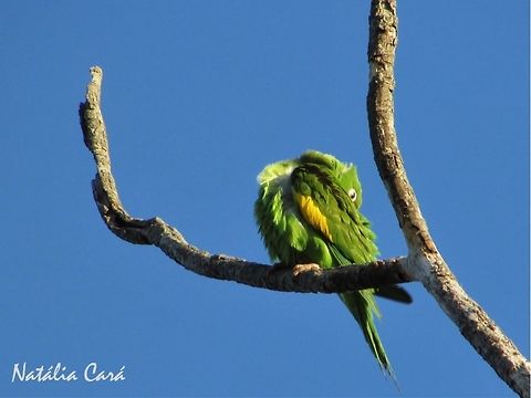 Yellow-chevroned Parakeet (Brotogeris chiriri) Taken in September 2016, in Caucaia, Brazil. Known as Periquito-de-encontro-amarelo, in Portuguese. Brazil,Brotogeris chiriri,Geotagged,Psittacidae,Psittaciformes,South America,Yellow-chevroned parakeet,birds,parakeet