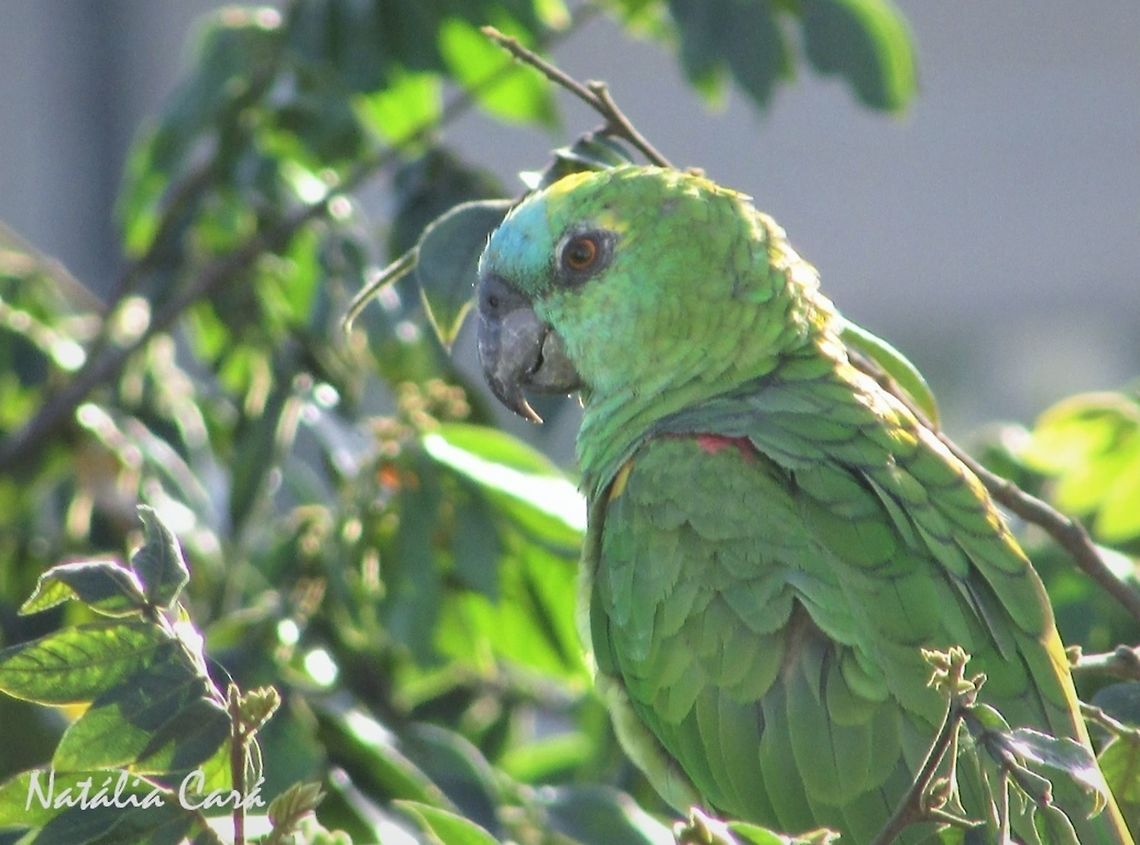 Turquoise-fronted Amazon (Amazona aestiva) Taken in the big city of S&atilde;o Paulo. Known as Papagaio-verdadeiro, in Portuguese. Amazona aestiva,Blue-fronted Amazon,Brazil,Geotagged,Psittacidae,Psittaciformes,South America,Summer,amazon,birds,parrot