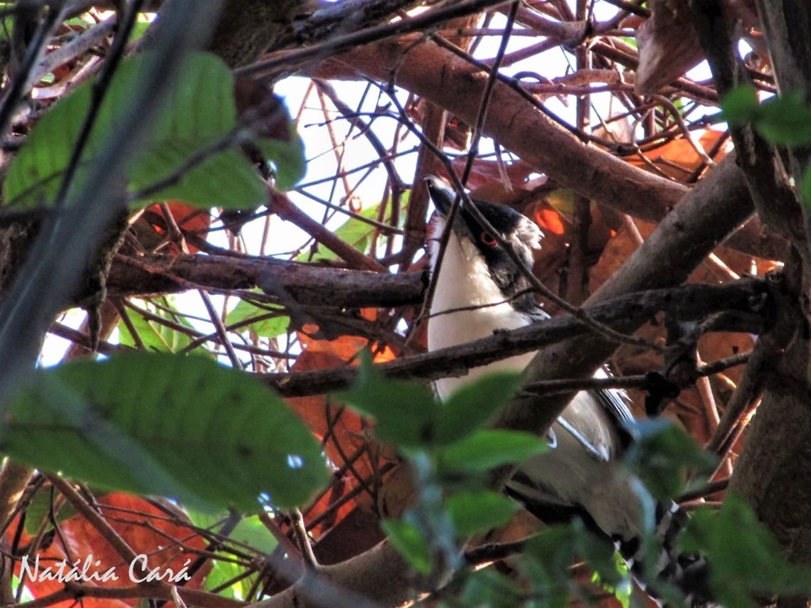 Male Great Antshrike (Taraba major) Taken in September 2016, in Caucaia, Brazil. Known as Chor&oacute;-boi, in Portuguese. Brazil,Geotagged,Great antshrike,South America,Taraba major,antshrike,birds