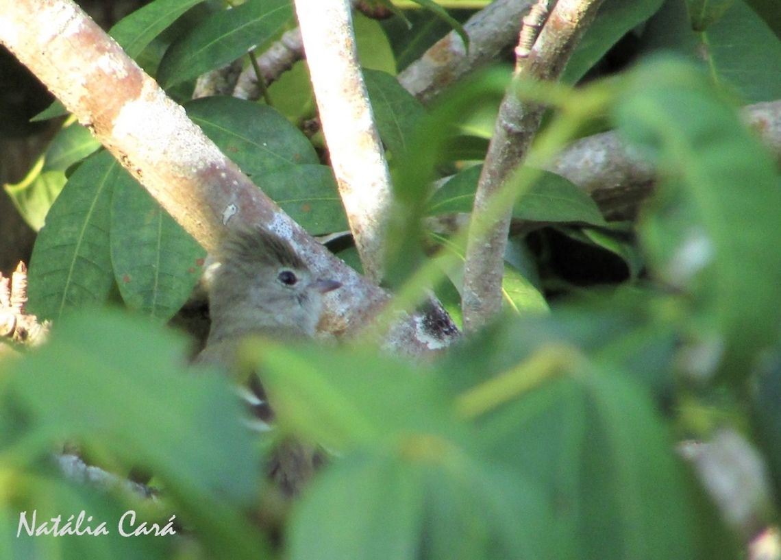 Lesser Elaenia (Elaenia chiriquensis) Taken in September 2016, in Caucaia, Brazil. Known as Chibum, in Portuguese. Brazil,Elaenia chiriquensis,Geotagged,Lesser elaenia,South America,Spring,birds,elaenia