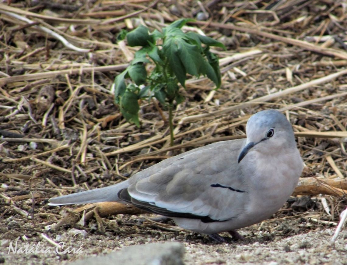 Picui Ground Dove (Columbina picui) Taken in September 2016, in Caucaia, Brazil. Known as Rolinha-picu&iacute;, in Portuguese. Brazil,Columbidae,Columbiformes,Columbina picui,Geotagged,Picui ground dove,South America,birds,dove
