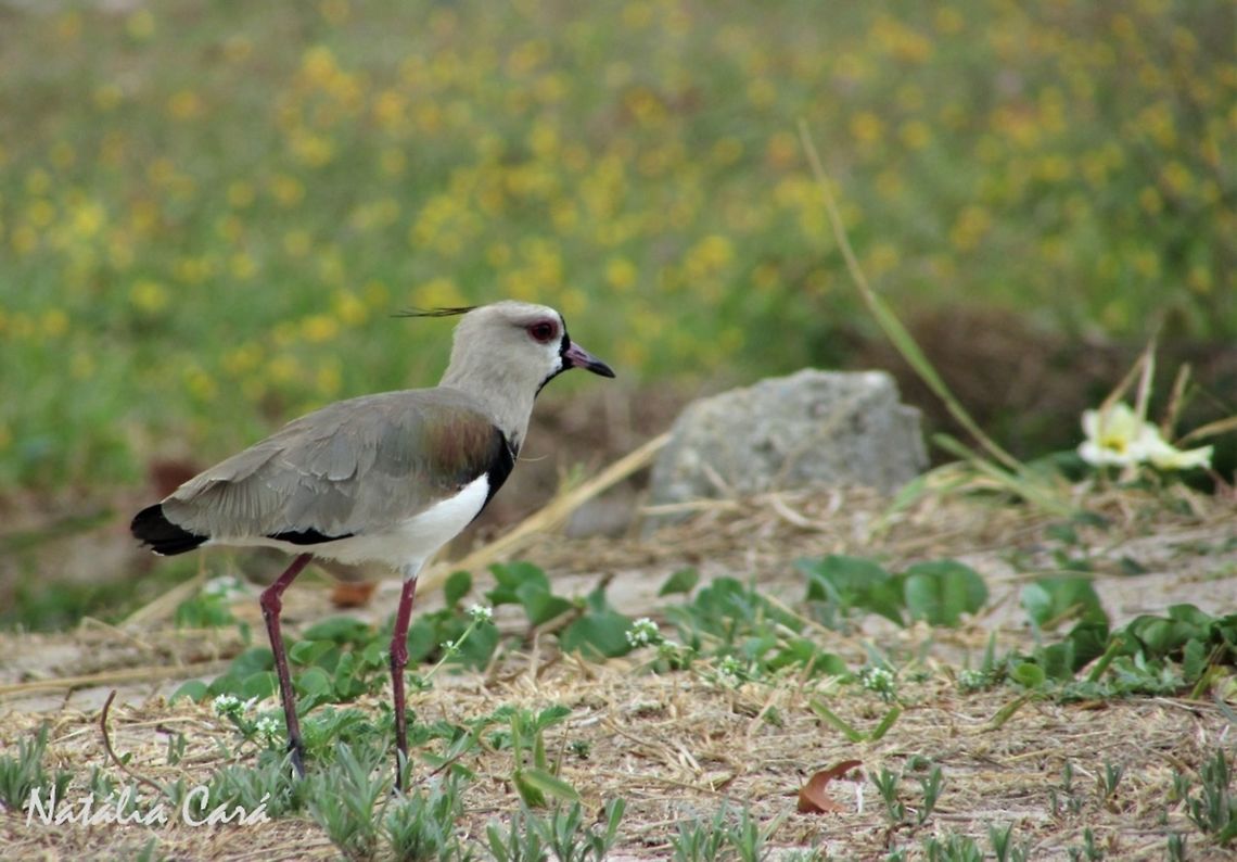 Southern Lapwing (Venellus chilensis) Taken in September 2016, in Caucaia, Brazil. Known as Quero-quero, in Portuguese. Brazil,Geotagged,South America,Southern Lapwing,Vanellus,Vanellus chilensis,birds,lapwing