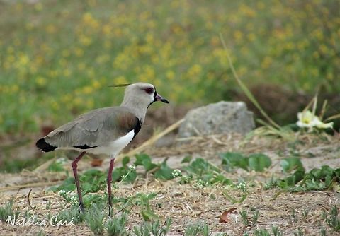 Southern Lapwing (Venellus chilensis) Taken in September 2016, in Caucaia, Brazil. Known as Quero-quero, in Portuguese. Brazil,Geotagged,South America,Southern Lapwing,Vanellus,Vanellus chilensis,birds,lapwing
