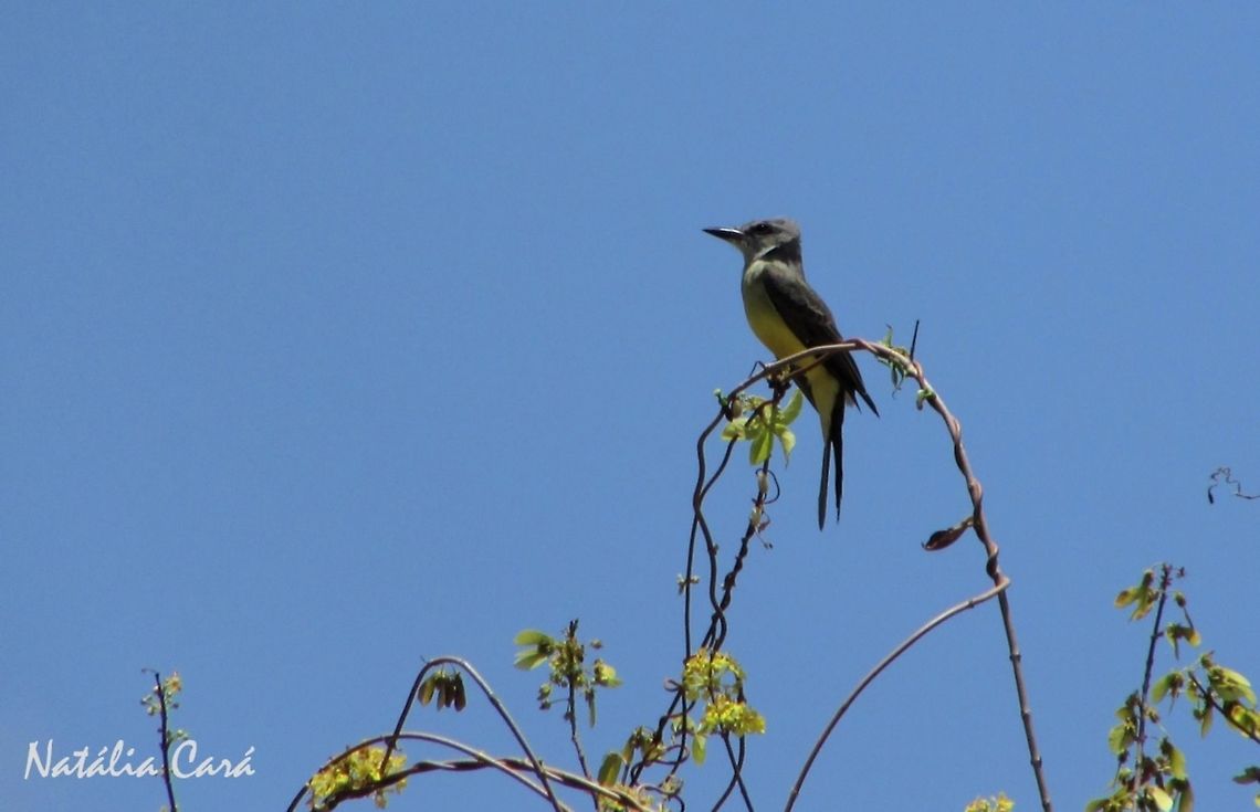 Tropical Kingbird (Tyrannus melancholicus) Taken in September 2016, in Caucaia, Brazil. Known as Suiriri, in Portuguese. Brazil,Geotagged,South America,Tropical Kingbird,Tyrannus,Tyrannus melancholicus,birds,kingbird
