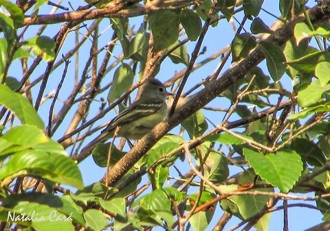 Yellow-bellied Elaenia (Elaenia flavogaster) Taken in September 2016, in Caucaia, Brazil. Known as Maria-&eacute;-dia, in Portuguese. Brazil,Elaenia flavogaster,Geotagged,South America,Yellow-bellied elaenia,birds,elaenia