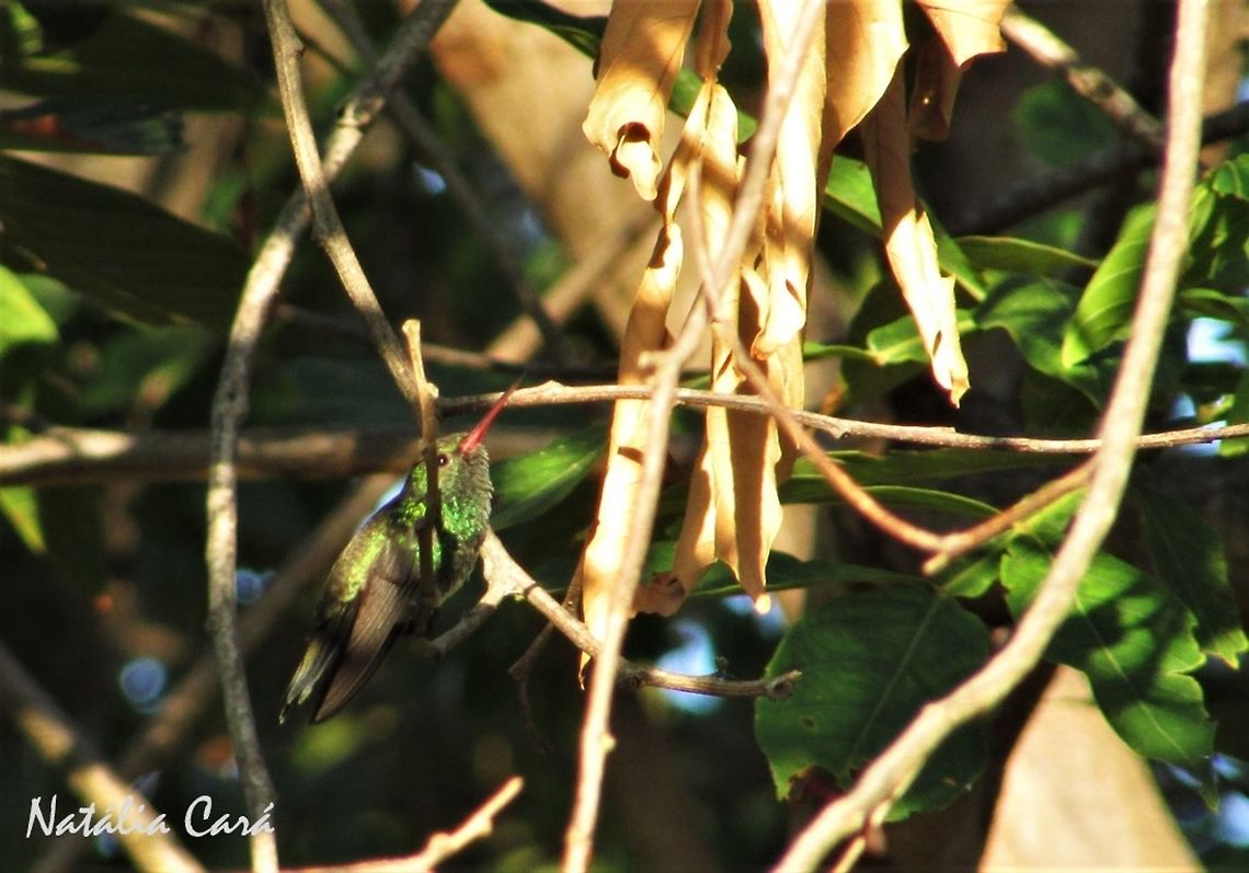 Glittering-bellied Emerald (Chlorostilbon lucidus) Taken in September 2016, in Caucaia, Brazil. Known as Besourinho-de-bico-vermelho, in Portuguese. Brazil,Chlorostilbon lucidus,Geotagged,Glittering-bellied Emerald,South America,emerald,hummingbird,spring