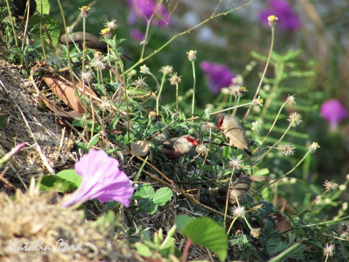 Common Waxbill (Estrilda astrild) Taken in September 2016, in Caucaia, Brazil. Known as Bico-de-lacre, in Portuguese. Brazil,Common Waxbill,Estrilda,Estrilda astrild,Geotagged,South America,birds,waxbill