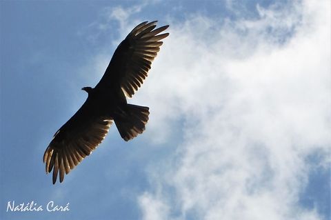 Turkey Vulture (Cathartes aura) Taken in September 2016, in Caucaia, Brazil. Known as Urubu-de-cabeça-vermelha, in Portuguese. Brazil,Cathartes,Cathartes aura,Geotagged,South America,Turkey Vulture,birds,vulture