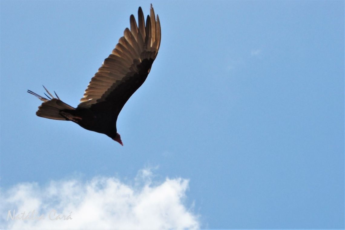 Turkey Vulture (Cathartes aura) Taken in September 2016, in Caucaia, Brazil. Known as Urubu-de-cabe&ccedil;a-vermelha, in Portuguese. Brazil,Cathartes aura,Geotagged,South America,Turkey Vulture,birds,vulture
