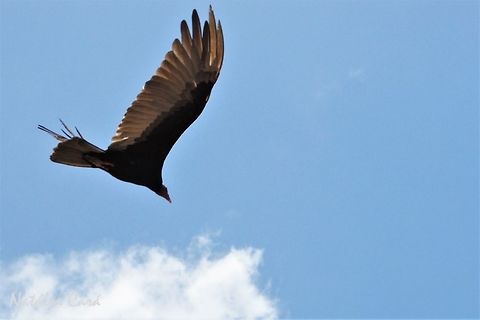 Turkey Vulture (Cathartes aura) Taken in September 2016, in Caucaia, Brazil. Known as Urubu-de-cabeça-vermelha, in Portuguese. Brazil,Cathartes aura,Geotagged,South America,Turkey Vulture,birds,vulture