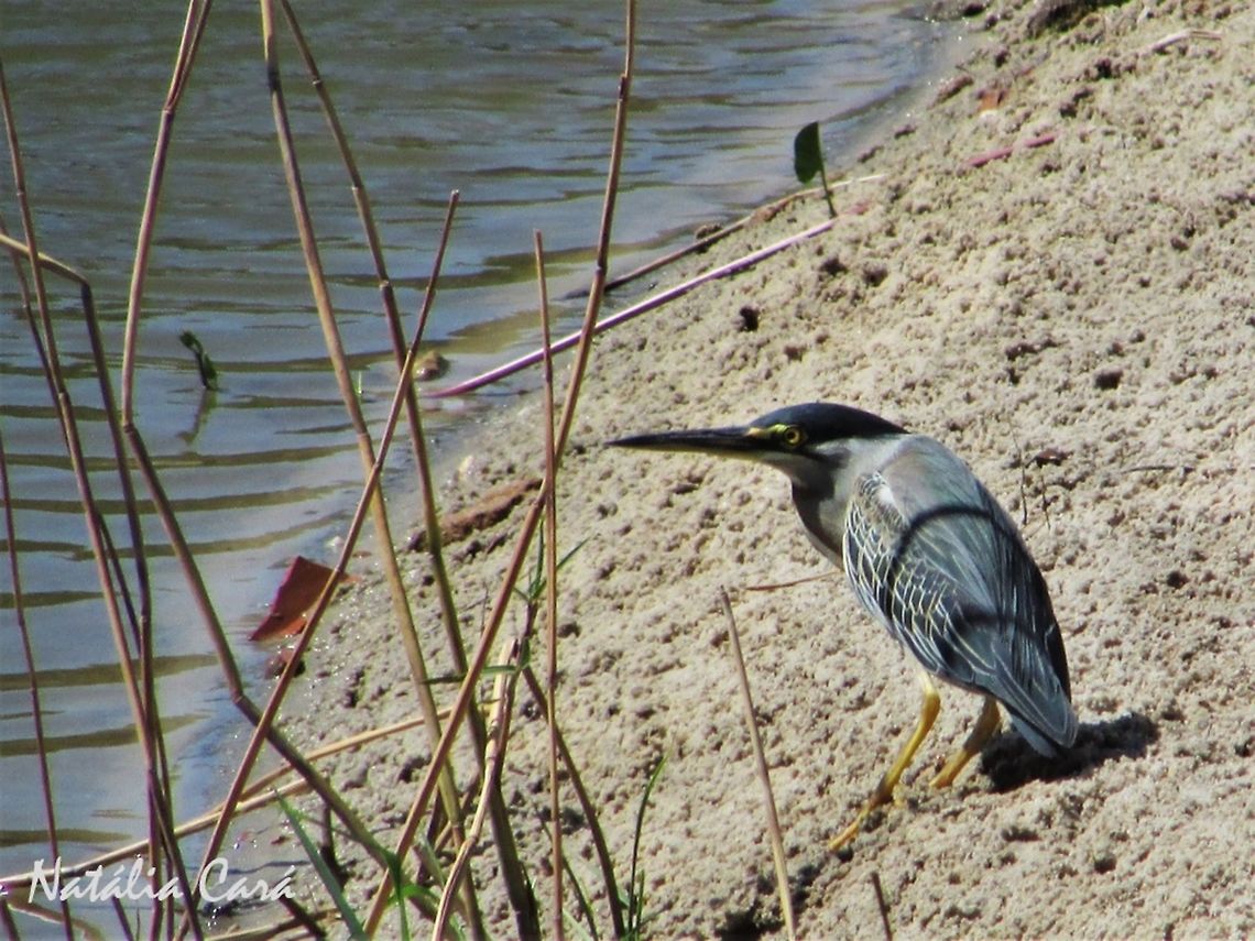 Striated Heron (Butorides striata) Taken in September 2016, in Caucaia, Brazil. Known as Socozinho, in Portuguese. Brazil,Butorides striata,Geotagged,Mangrove Heron,South America,Striated heron,birds,heron