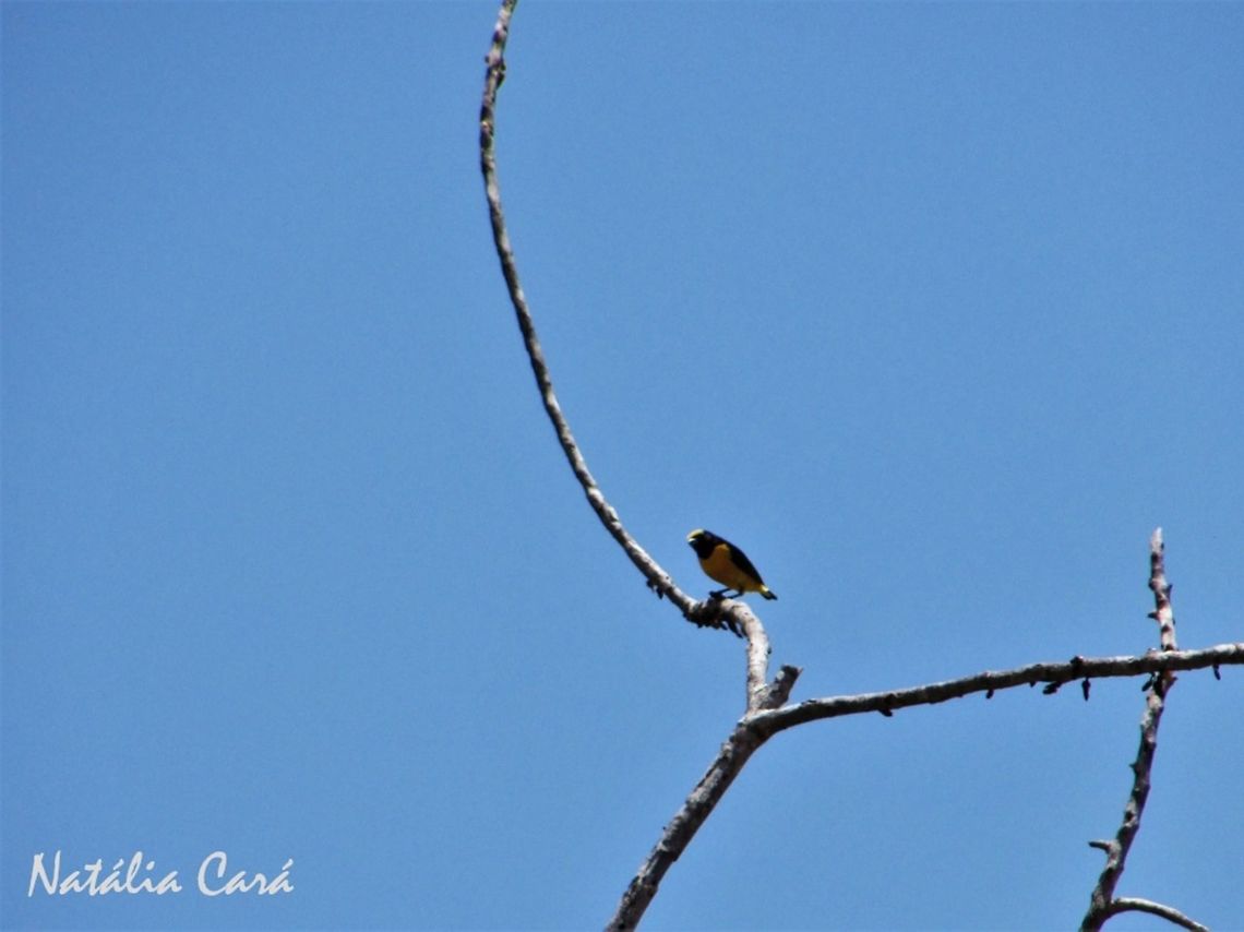 Purple-throated Euphonia (Euphonia chlorotica) Taken in September 2016, in Caucaia, Brazil. Known as Fim-fim, in Portuguese. Brazil,Euphonia chlorotica,Geotagged,South America,birds,euphonia,purple-throated euphonia