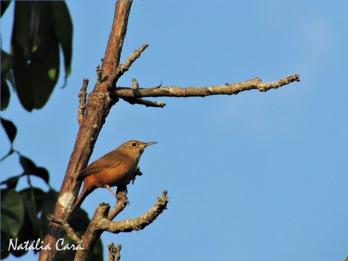 Southern House Wren (Troglodytes musculus) Taken in September 2016, in Caucaia, Brazil. Known as Corru&iacute;ra or Cambaxirra, in Portuguese. Brazil,Geotagged,South America,Southern House Wren,Troglodytes musculus,birds,wren