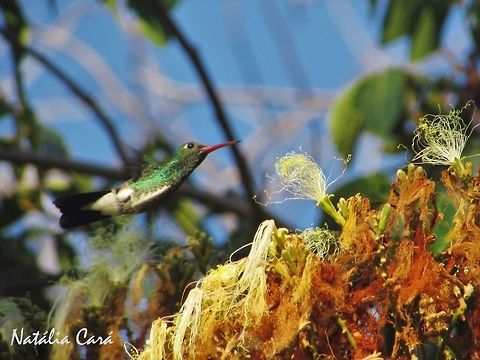 Glittering-throated Emerald (Amazilia fimbriata) Taken in October 2016, in Caucaia, Brazil. Known as Beija-flor-de-garganta-verde, in Portuguese. Amazilia fimbriata,Brazil,Geotagged,Glittering-throated emerald,South America,Spring,birds,hummingbird