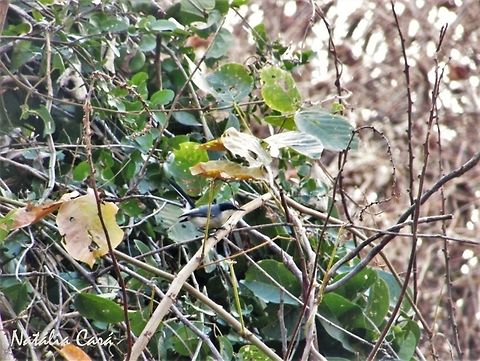 Male Tropical Gnatcatcher (Polioptila plumbea) Taken in October 2016, in Caucaia, Brazil. Known as Balan&ccedil;a-rabo-de-chap&eacute;u, in Portuguese. Brazil,Fall,Geotagged,Polioptila,Polioptila plumbea,South America,Tropical gnatcatcher,birds,ganatcatcher