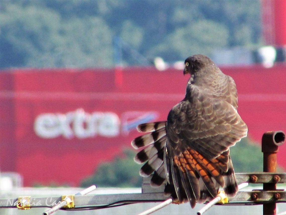 Roadside Hawk showing off (Rupornis magnirostris) Taken in the big city of S&atilde;o Paulo, in Brazil. Know as Gavi&atilde;o-carij&oacute;, in Portuguese. Accipitridae,Accipitriformes,Brazil,Buteo magnirostris,Geotagged,Roadside Hawk,Rupornins magnirostris,Rupornis,South America,aves,birds,birds of prey,feathers,hawk,raptor