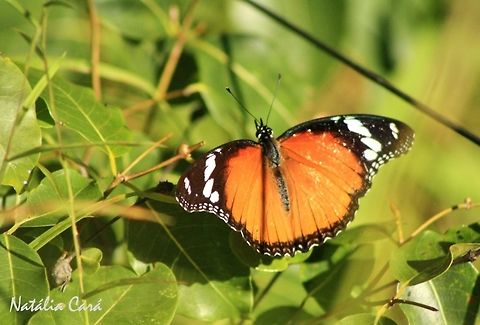 Female Diadem (Hypolimnas misippus) Taken in March 2015, in Salima, Malawi. Danaid Eggfly,Geotagged,Hypolimnas misippus,Lepidoptera,Malawi,butterflies,diadem,female,insects
