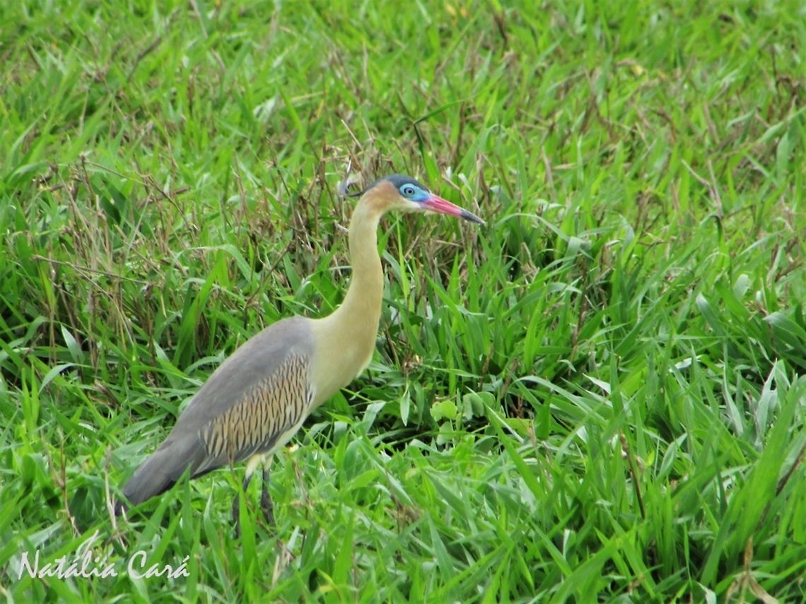 Whistling Heron (Syrigma sibilatrix) Taken in October 2016, in Goi&aacute;s, Brazil. Known as Maria-faceira, in Portuguese. Ardeidae,Brazil,Geotagged,Pelecaniformes,South America,Syrigma,Syrigma sibilatrix,birds,cerrado,heron,whistling heron
