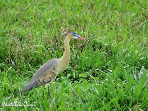 Whistling Heron (Syrigma sibilatrix) Taken in October 2016, in Goi&aacute;s, Brazil. Known as Maria-faceira, in Portuguese. Ardeidae,Brazil,Geotagged,Pelecaniformes,South America,Syrigma,Syrigma sibilatrix,birds,cerrado,heron,whistling heron