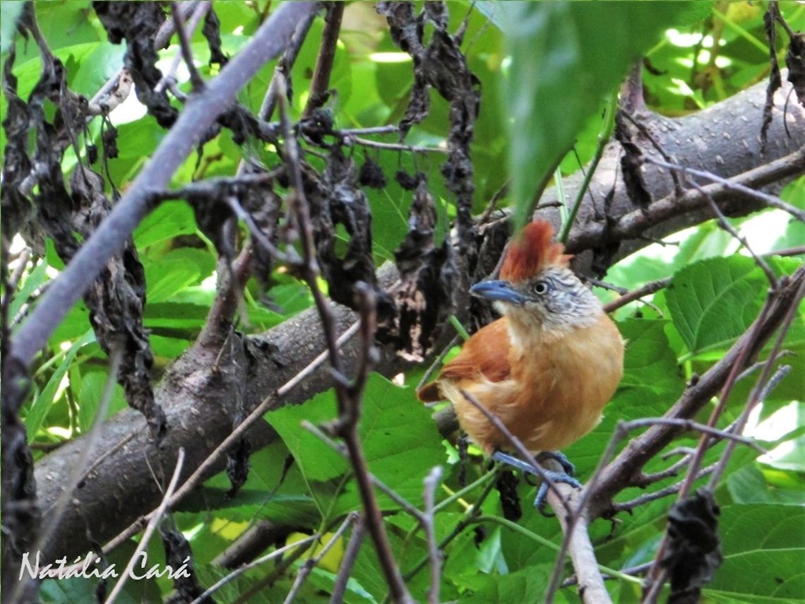 Female Barred Antshrike (Thamnophilus doliatus) Taken in October 2016, in Goi&aacute;s, Brazil. Known as Choca-barrada, in Portuguese. Barred antshrike,Brazil,Geotagged,South america,Thamnophilus,Thamnophilus doliatus,antshrike,birds,cerrado,female