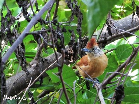 Female Barred Antshrike (Thamnophilus doliatus) Taken in October 2016, in Goiás, Brazil. Known as Choca-barrada, in Portuguese. Barred antshrike,Brazil,Geotagged,South america,Thamnophilus,Thamnophilus doliatus,antshrike,birds,cerrado,female